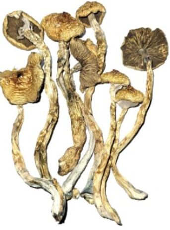 African Transkei Cubensis Mushrooms