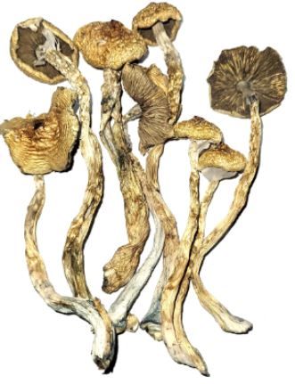 African Transkei Cubensis Mushrooms